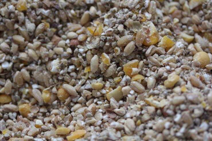 chicken-feed-poultry-farming.jpg
